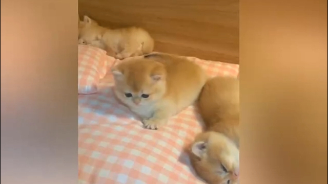 爆款复盘 — 美食地图 封面